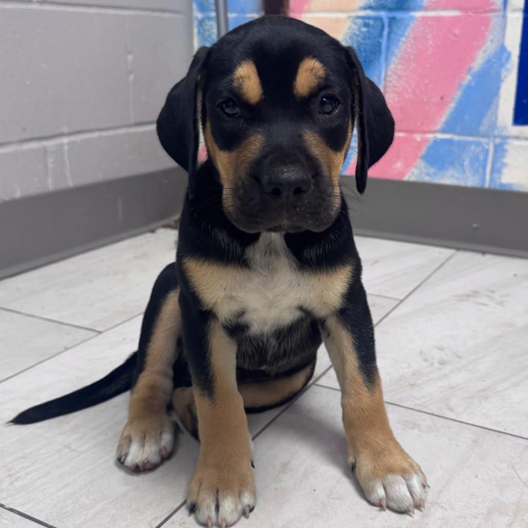 Boone the Rottweiler mix Puppy, a Adoptable mixed breed in Muskego, WI image 3/3