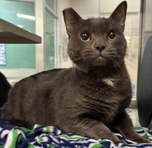 BILBO, Adoptable, Adult Male Domestic Short Hair.
