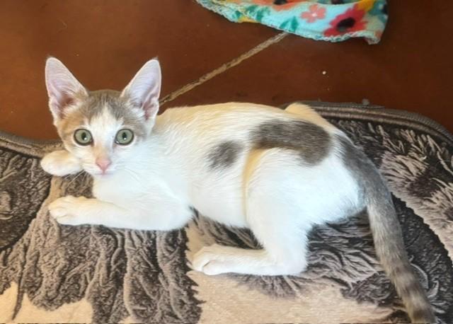 Bright Eyes (male), a ADOPTABLE Domestic Short Hair in Sierra Vista, AZ image 1/2