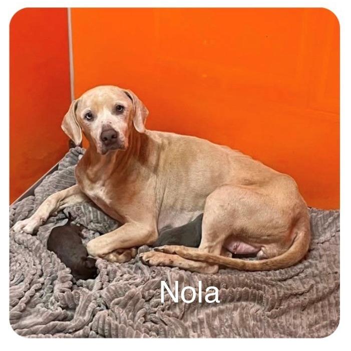 Nola, Adoptable, Adult Female Weimaraner & Mixed Breed.