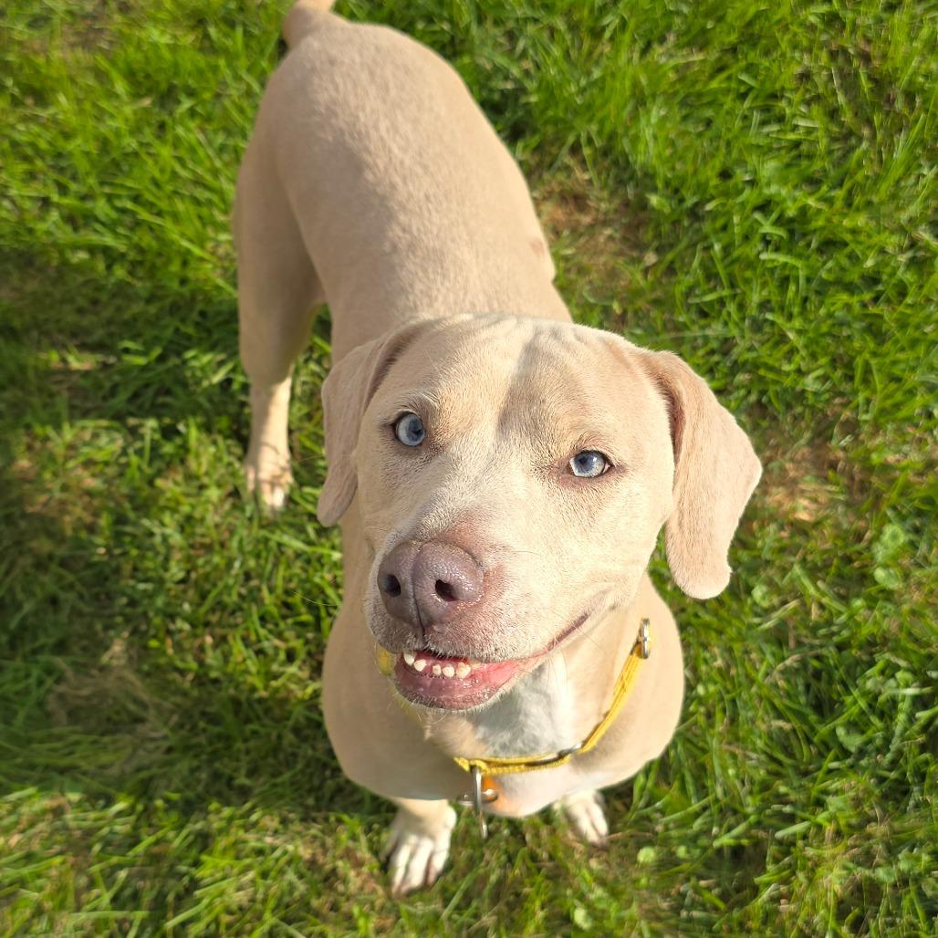 Enlarge Nola, a Adoptable mixed breed in Milan, IL image 2/6