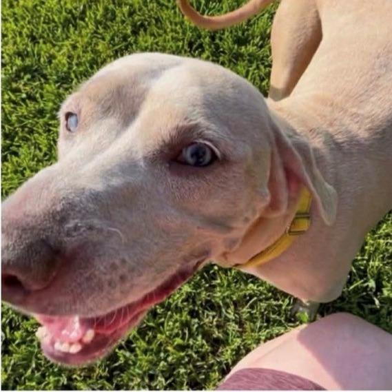 Enlarge Nola, a Adoptable mixed breed in Milan, IL image 3/6