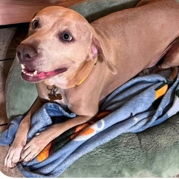 Enlarge Nola, a Adoptable mixed breed in Milan, IL image 4/6