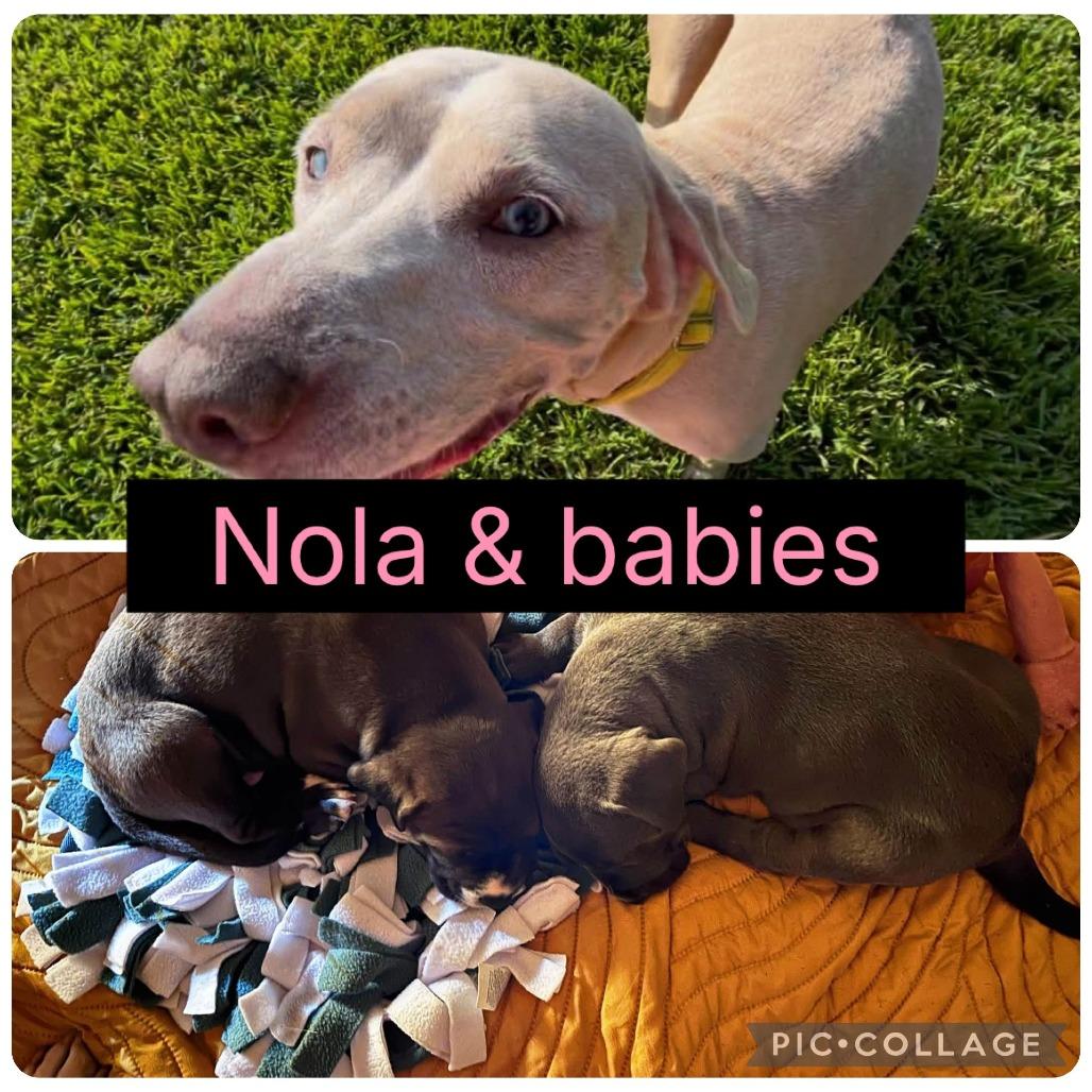 Enlarge Nola, a Adoptable mixed breed in Milan, IL image 5/6