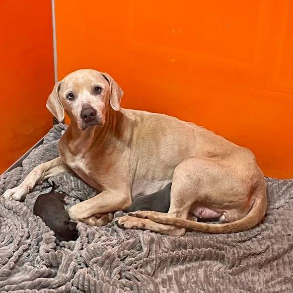 Enlarge Nola, a Adoptable mixed breed in Milan, IL image 6/6