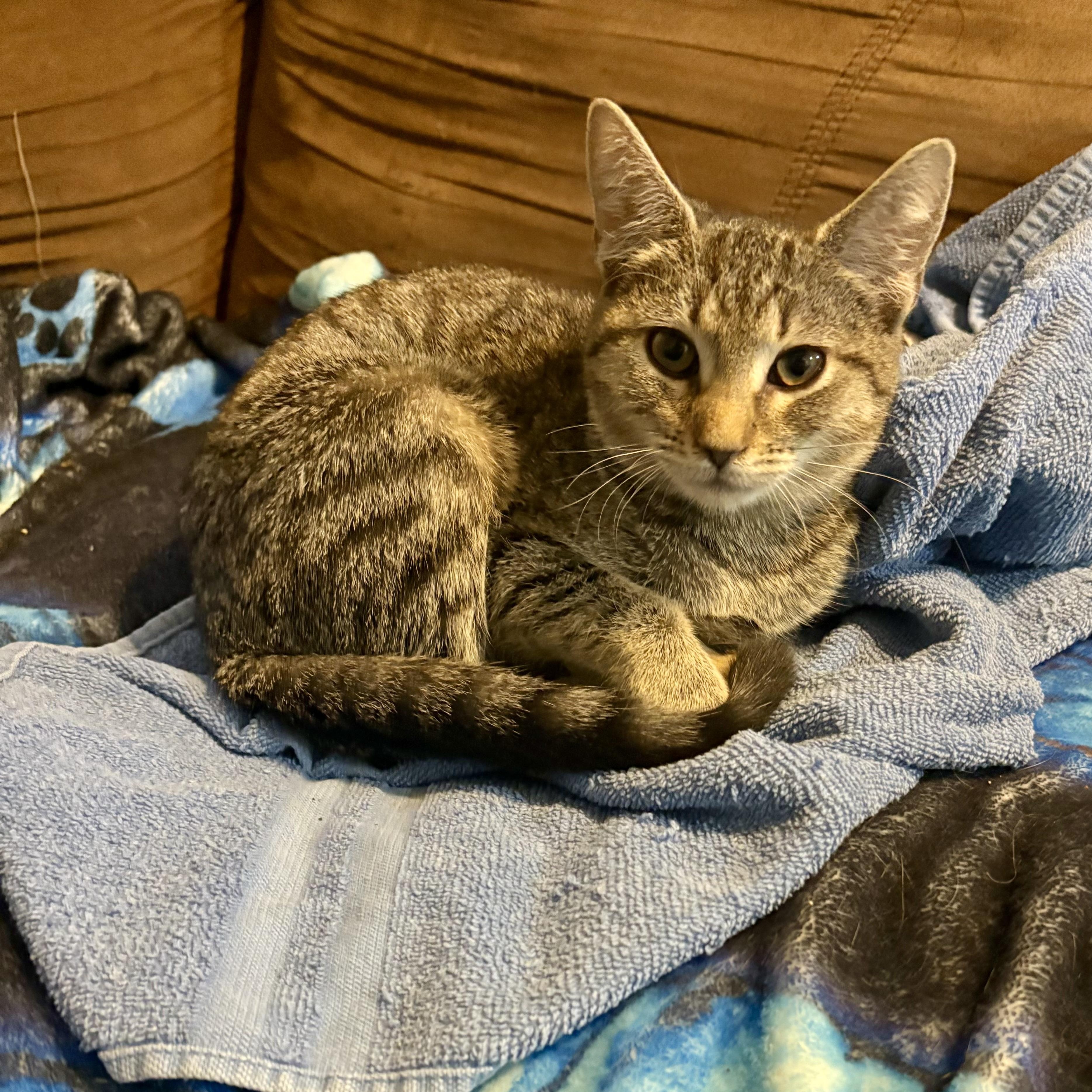 Enlarge Roman Rapids, a Adoptable Domestic Short Hair in Richmond, VA image 1/1