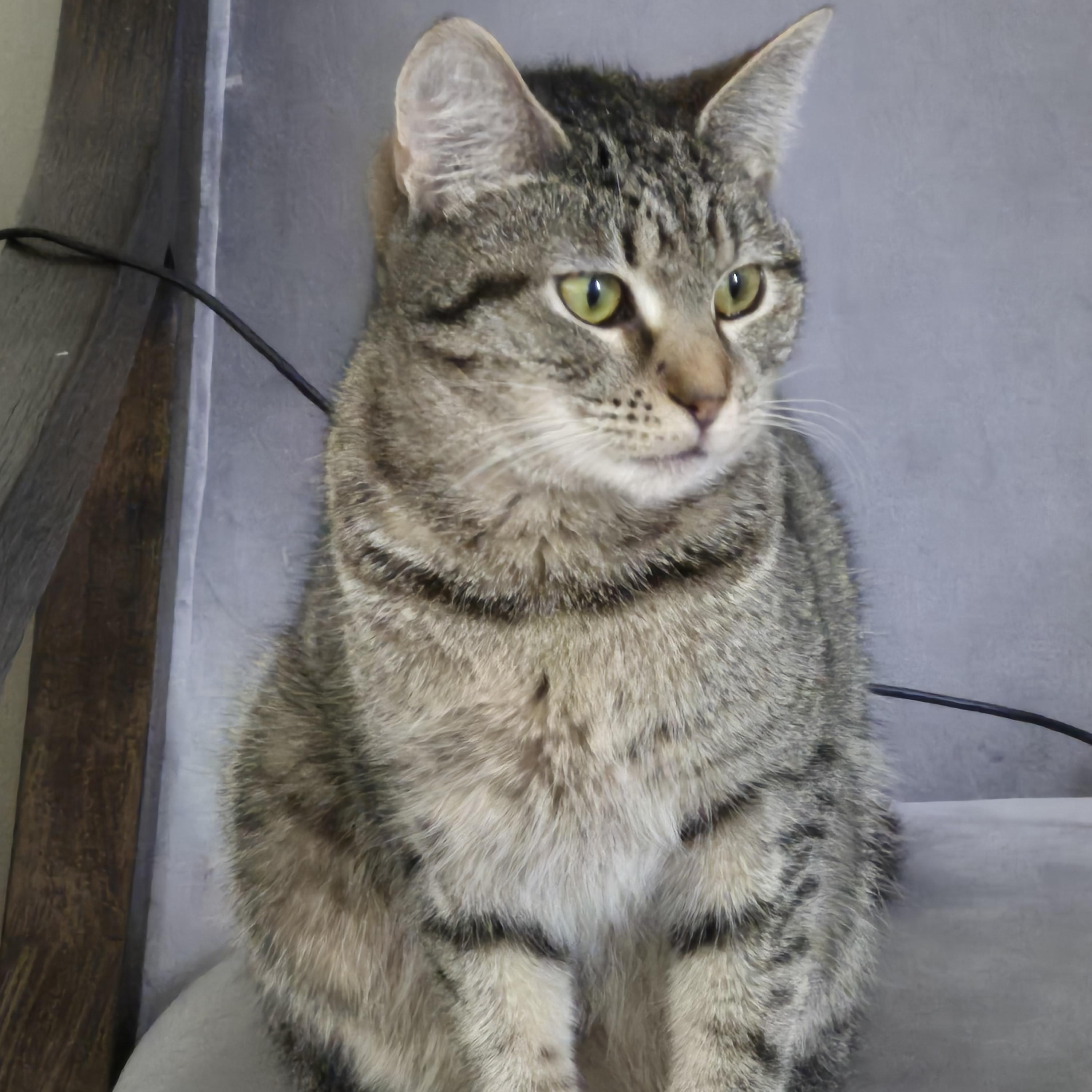 Enlarge Roman Rapids, a Adoptable Domestic Short Hair in Richmond, VA image 2/3