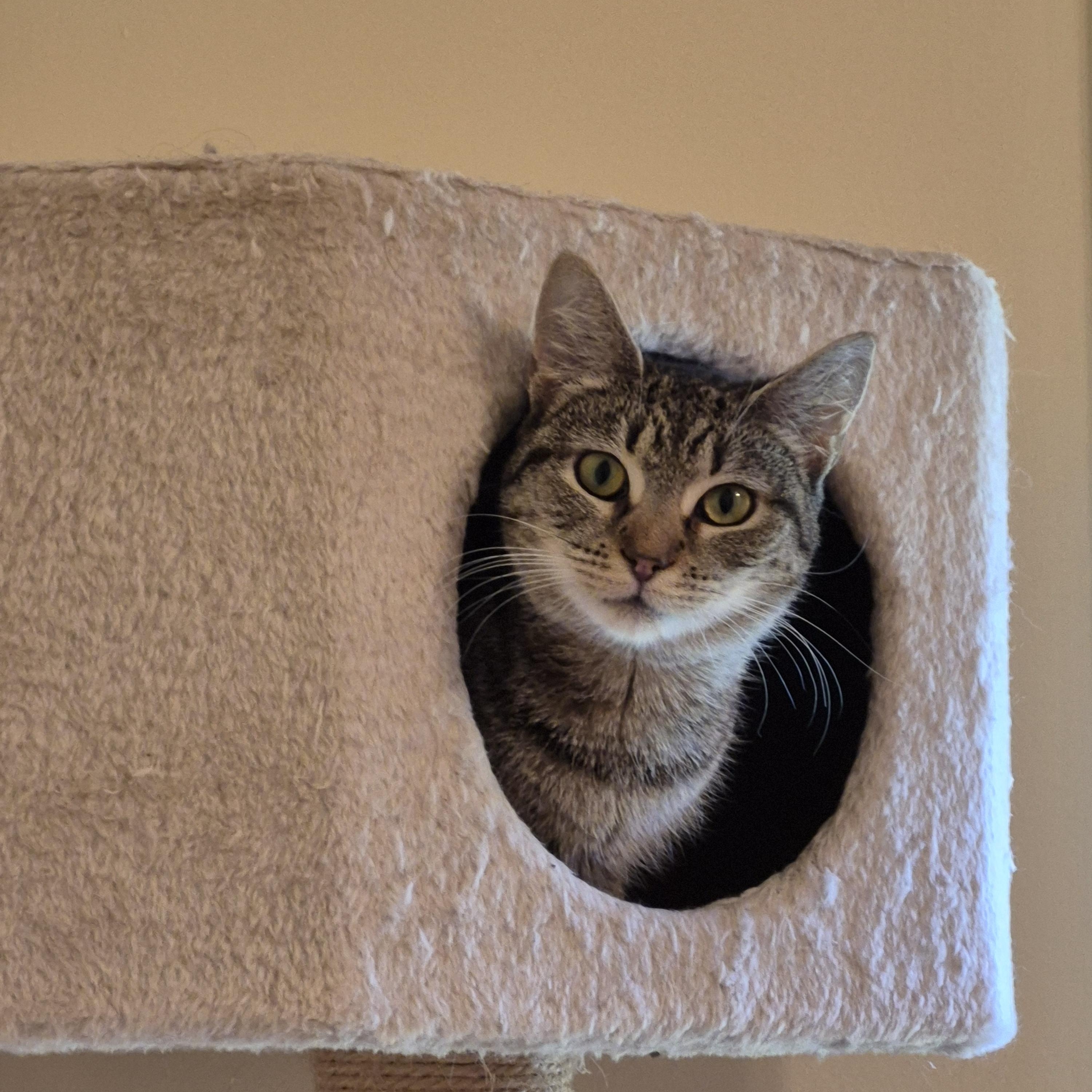 Enlarge Roman Rapids, a Adoptable Domestic Short Hair in Richmond, VA image 1/3