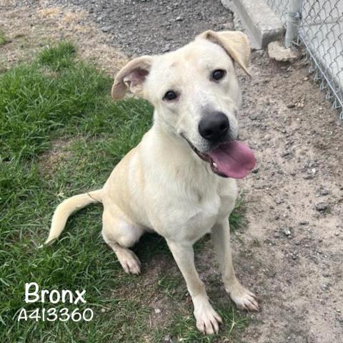 BRONX, Adoptable, Adult Male Labrador Retriever.
