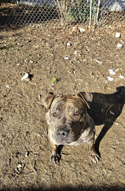 Enlarge April, a ADOPTABLE mixed breed in Mishawaka, IN image 2/5