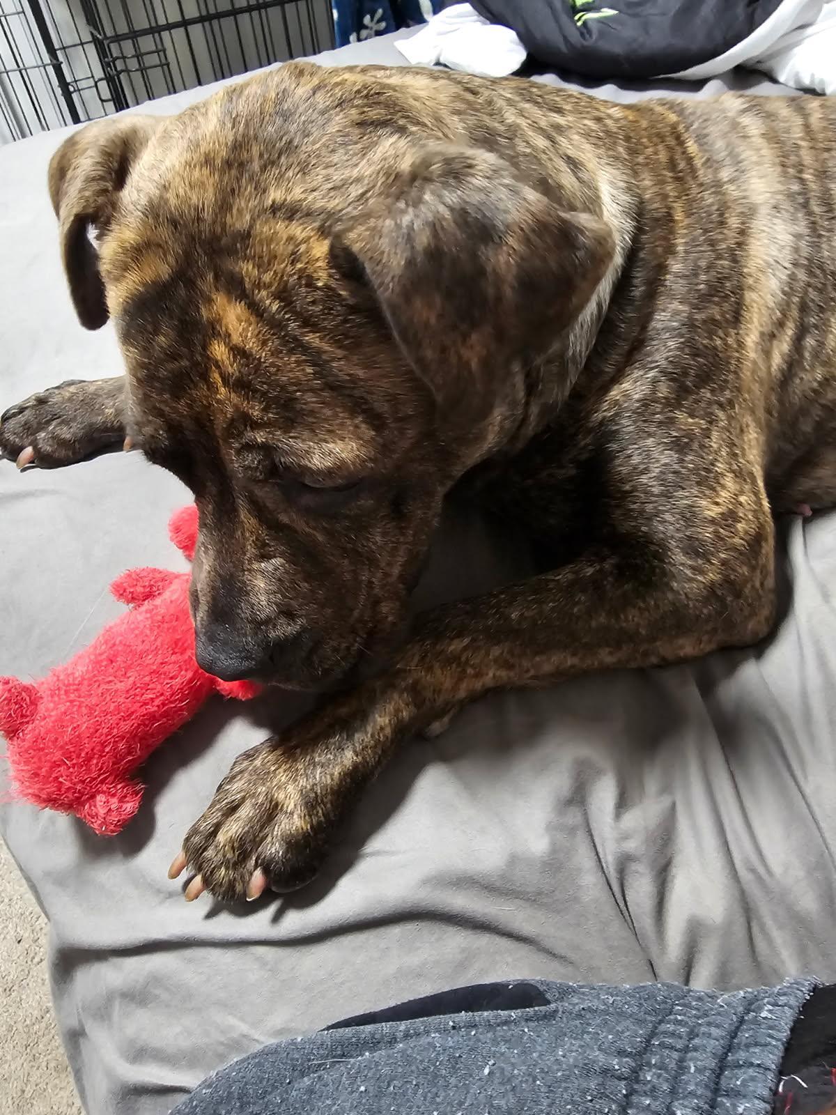 Enlarge April, a ADOPTABLE mixed breed in Mishawaka, IN image 5/5