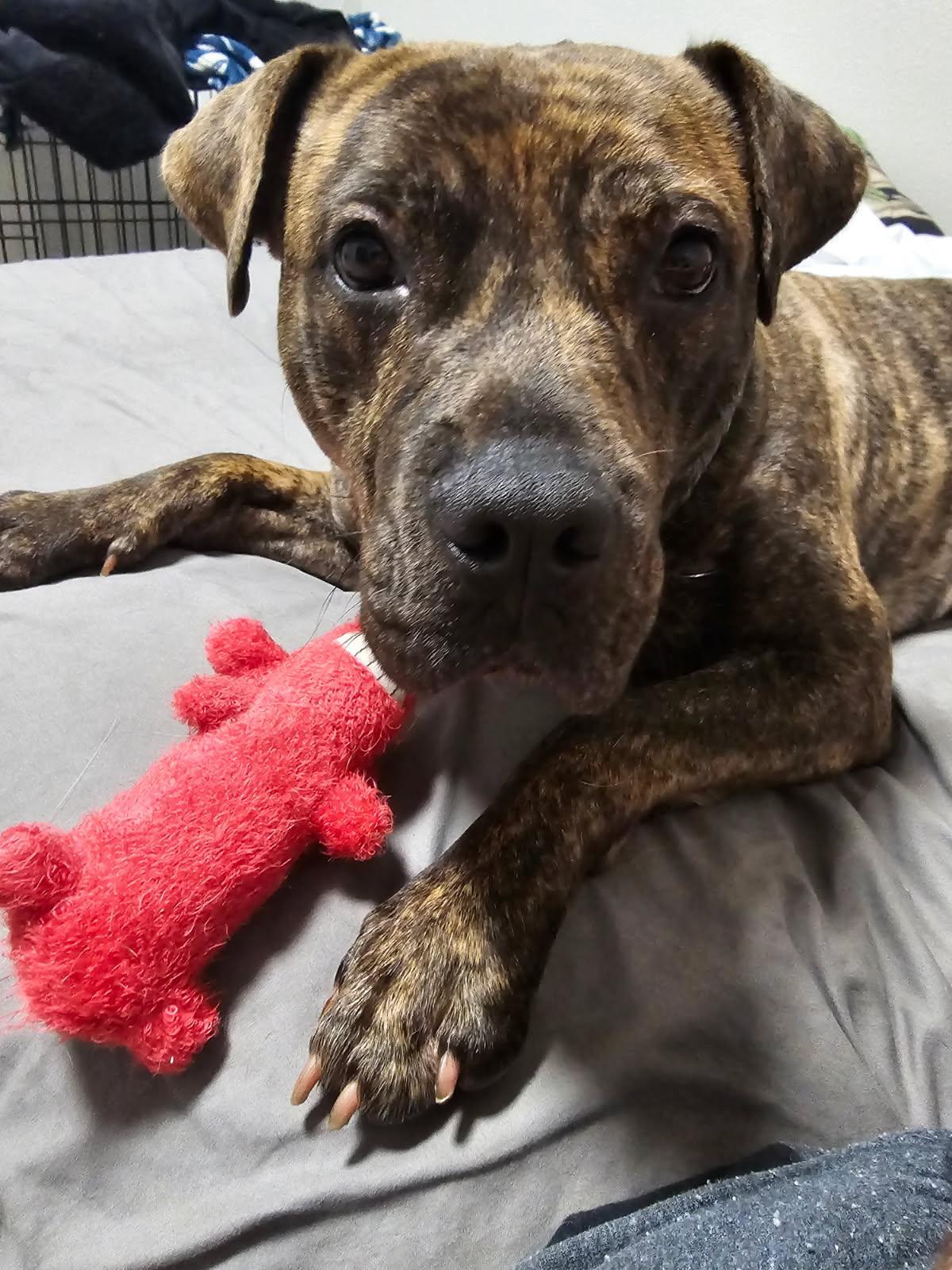 Enlarge April, a ADOPTABLE mixed breed in Mishawaka, IN image 3/5