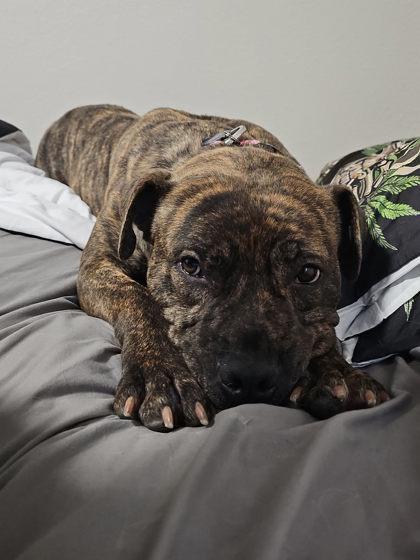 Enlarge April, a ADOPTABLE mixed breed in Mishawaka, IN image 1/5