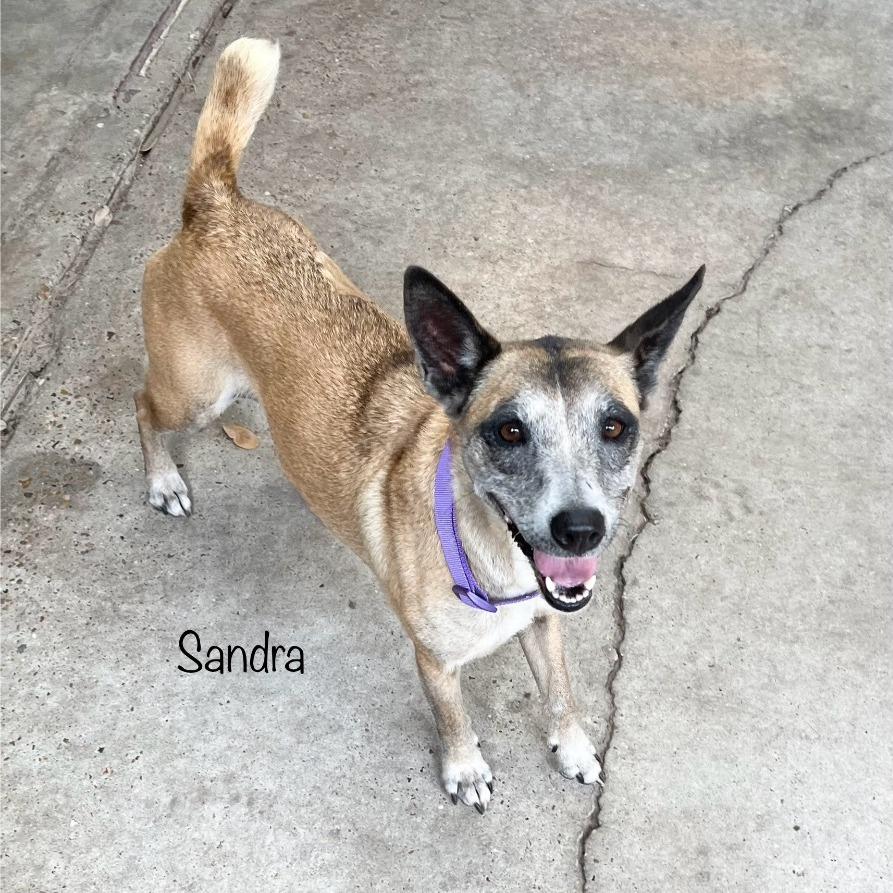 Sandra, Adoptable, Senior Female Terrier & Shepherd.