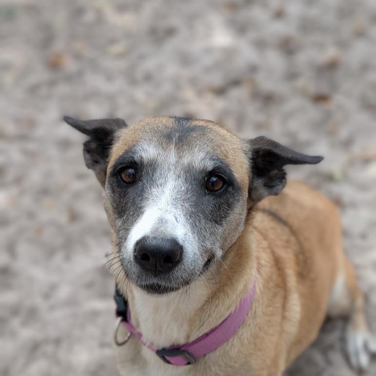 Sandra, a Adoptable mixed breed in Fulton, TX image 2/5