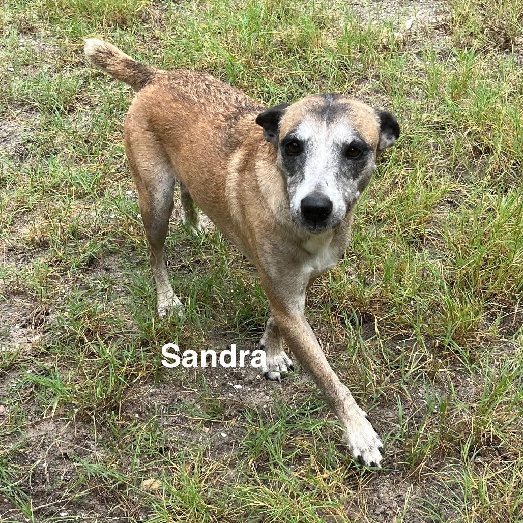 Sandra, a Adoptable mixed breed in Fulton, TX image 3/5