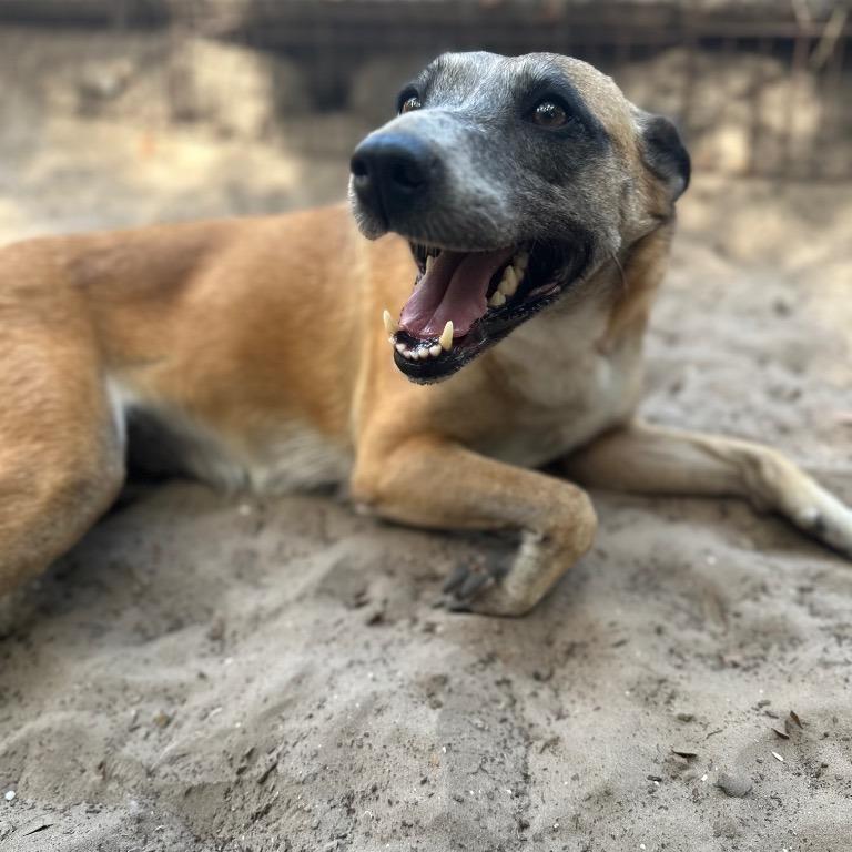 Sandra, a Adoptable mixed breed in Fulton, TX image 4/5