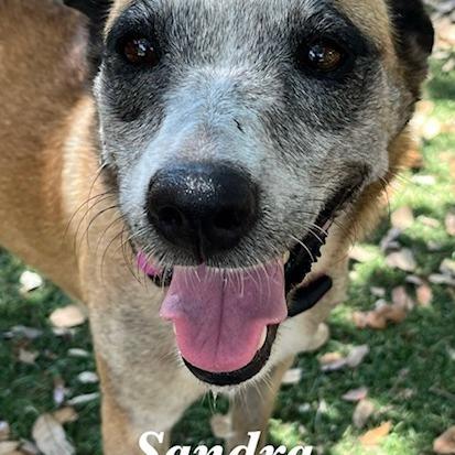 Sandra — thumbnail 5