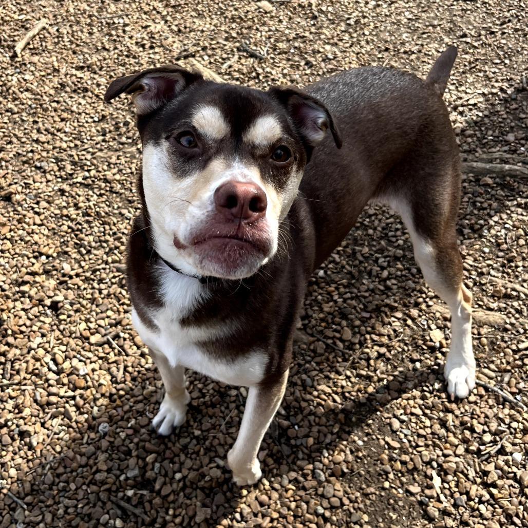 Kelly, Adoptable, Adult Female Husky & Beagle.