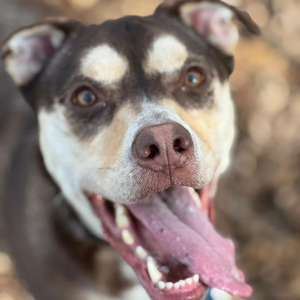 Enlarge Kelly, a Adoptable mixed breed in Nashville, TN image 4/6