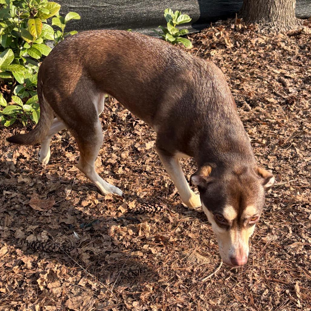 Enlarge Kelly, a Adoptable mixed breed in Nashville, TN image 6/6