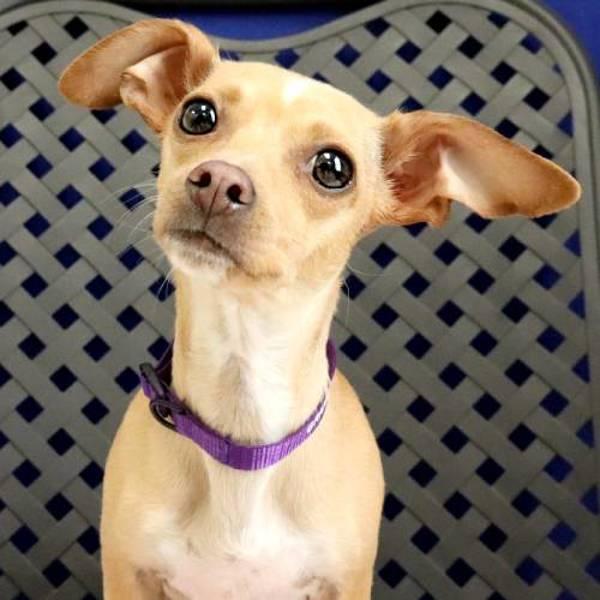 Lola Grace, Adoptable, Young Female Chihuahua.
