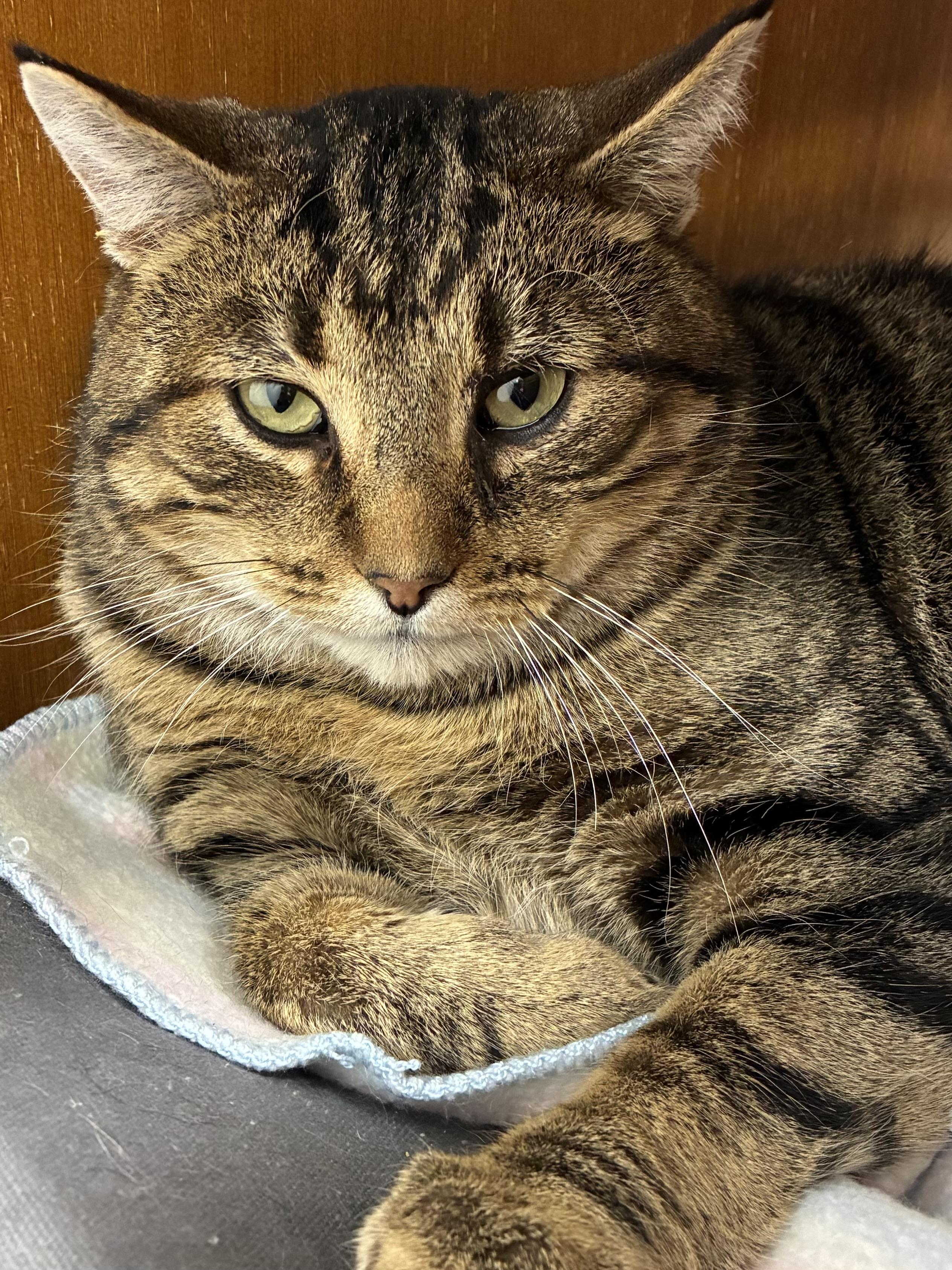 Pretty Boy, ADOPTABLE, Adult Male Domestic Short Hair.