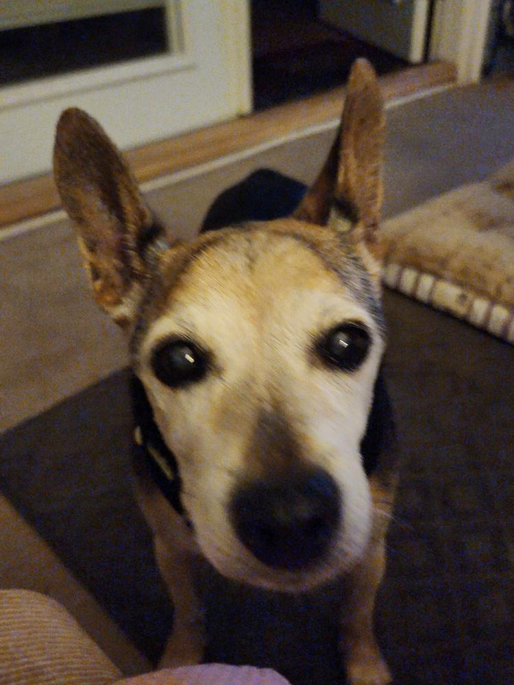 Bailey, Adoptable, Senior Male Jack Russell Terrier.