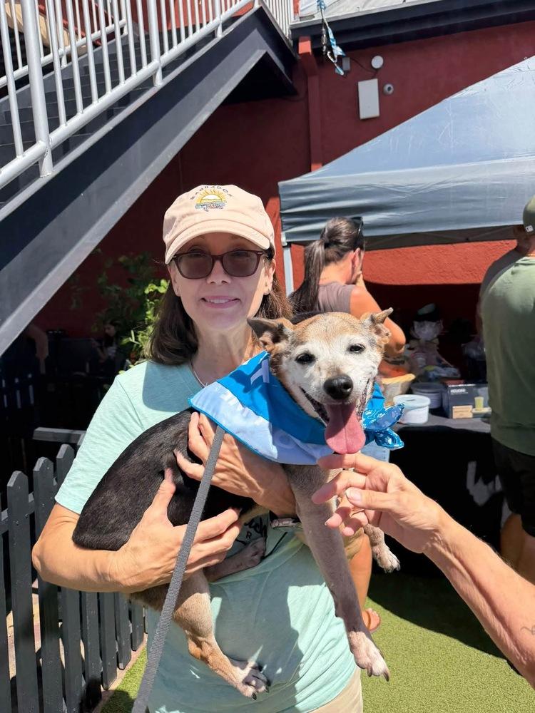 Enlarge Bailey, a Adoptable Jack Russell Terrier in Melbourne Beach, FL image 2/3