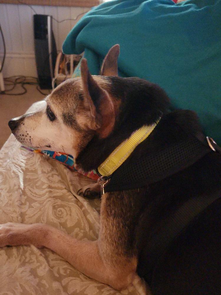 Enlarge Bailey, a Adoptable Jack Russell Terrier in Melbourne Beach, FL image 3/3