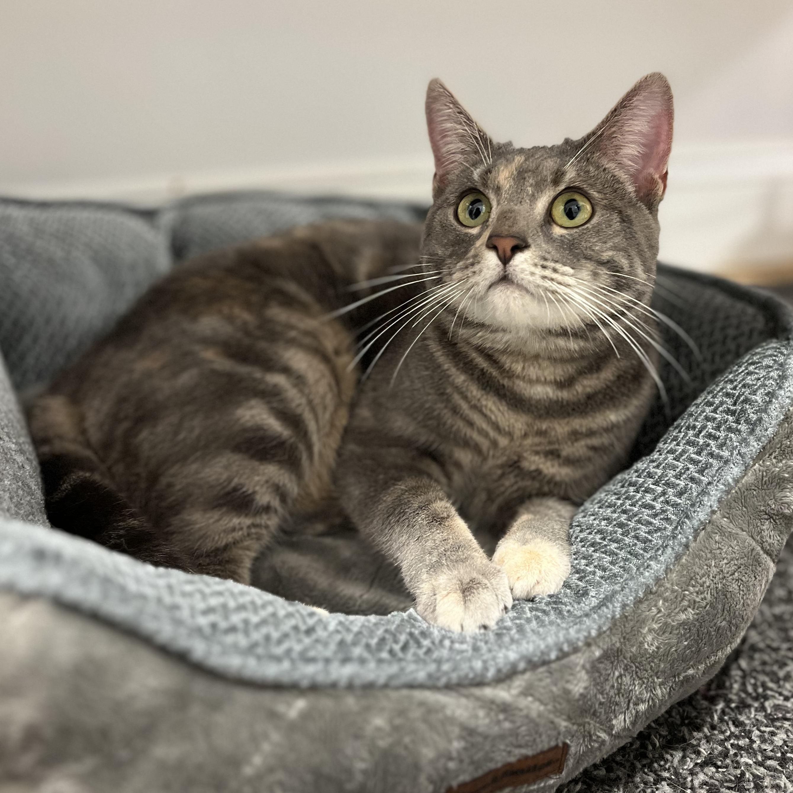 Enlarge Monet, an adopted American Shorthair in Hull, MA image 2/4