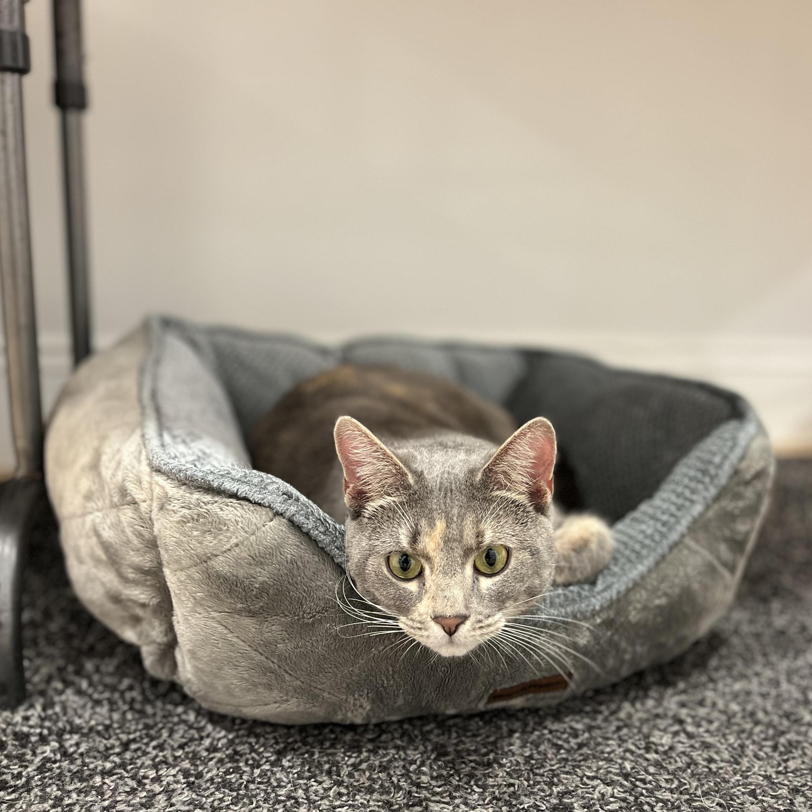 Enlarge Monet, an adopted American Shorthair in Hull, MA image 4/4