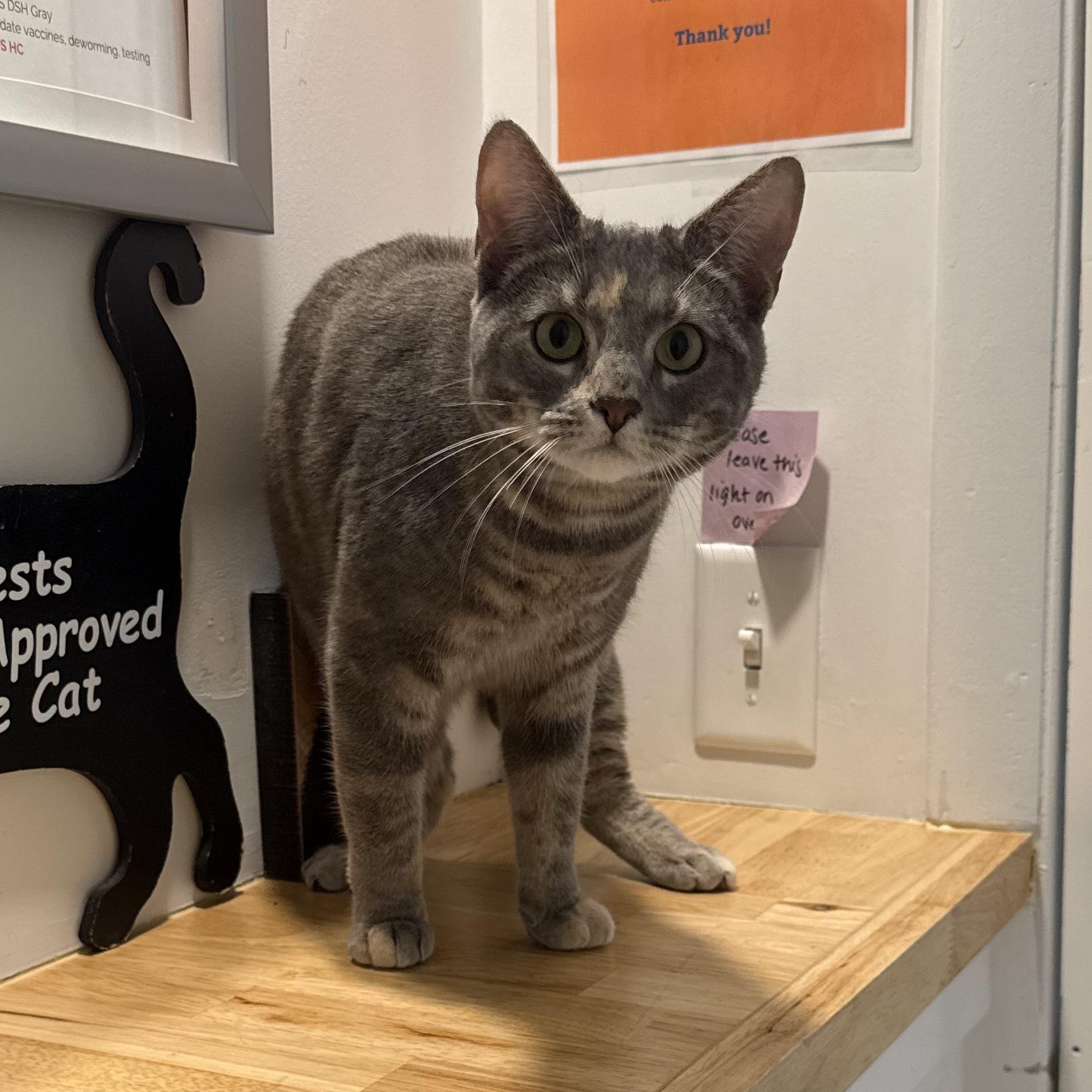 Enlarge Monet, an adopted American Shorthair in Hull, MA image 3/4