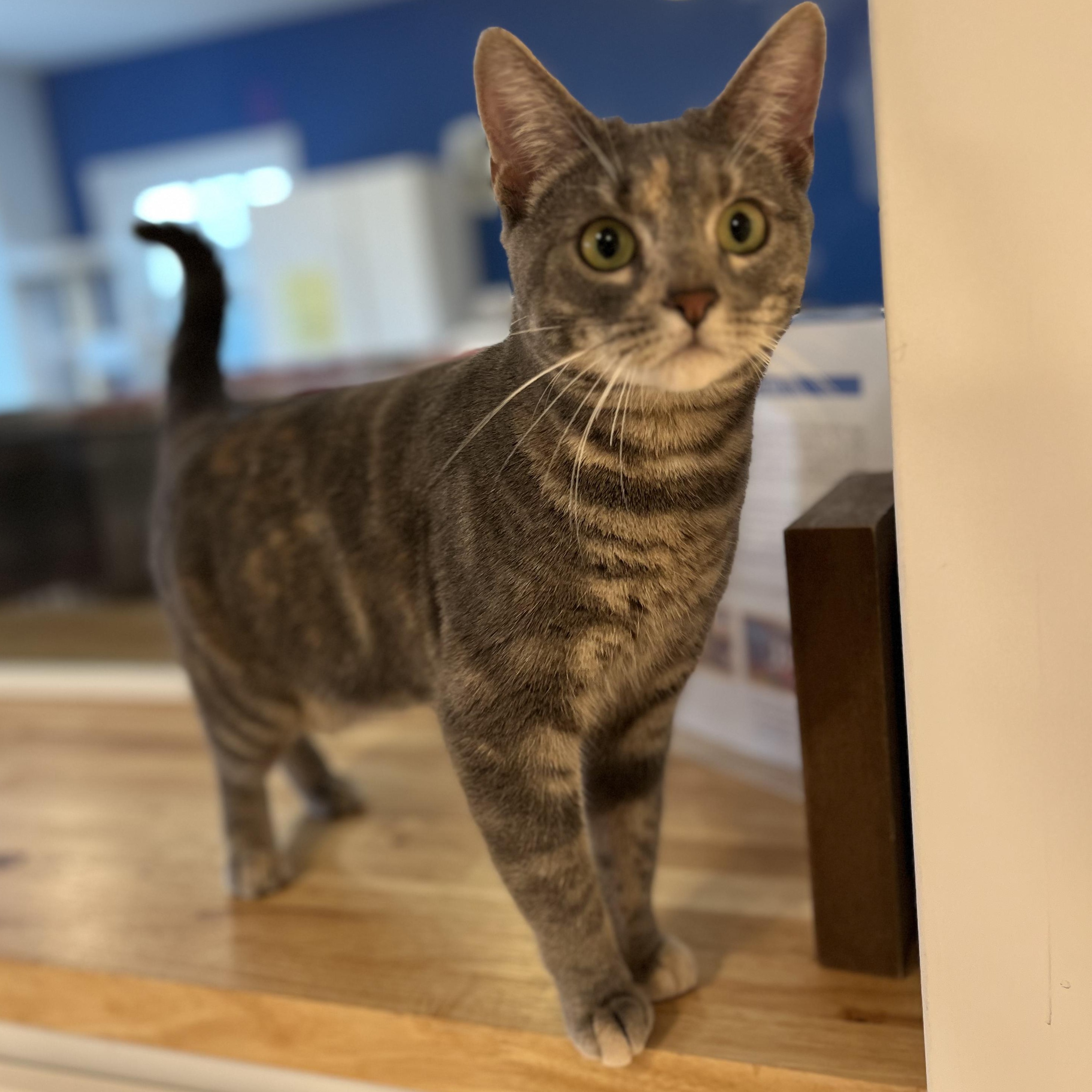 Monet, adopted, Young Female American Shorthair.