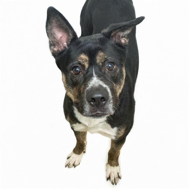 MACINTOSH, Adoptable, Adult Male German Shepherd Dog & Mixed Breed.