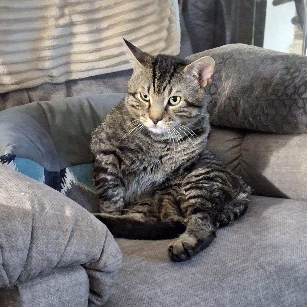 Oliver, a Adoptable Domestic Short Hair in Manchester, CT image 2/6