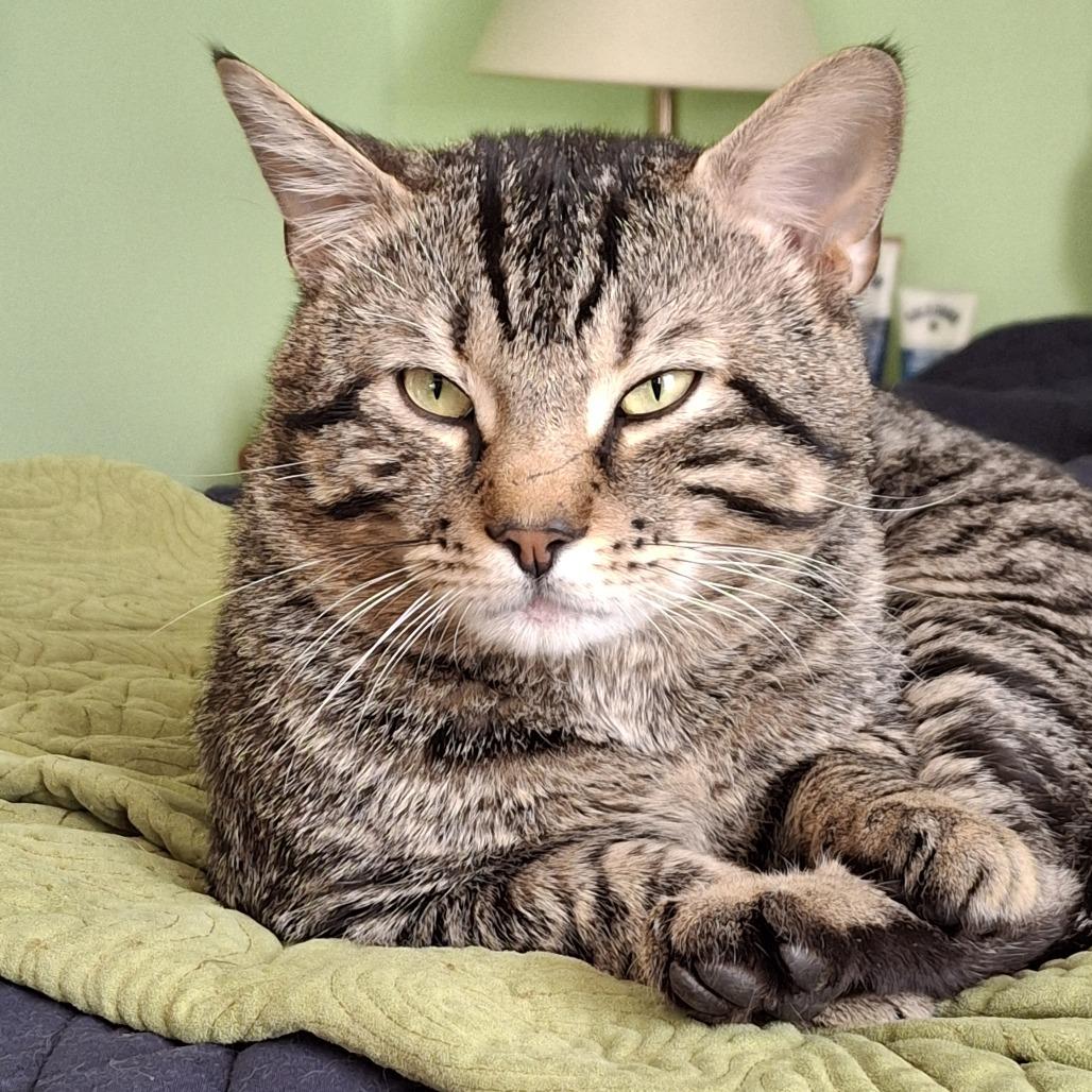 Oliver, a Adoptable Domestic Short Hair in Manchester, CT image 3/6