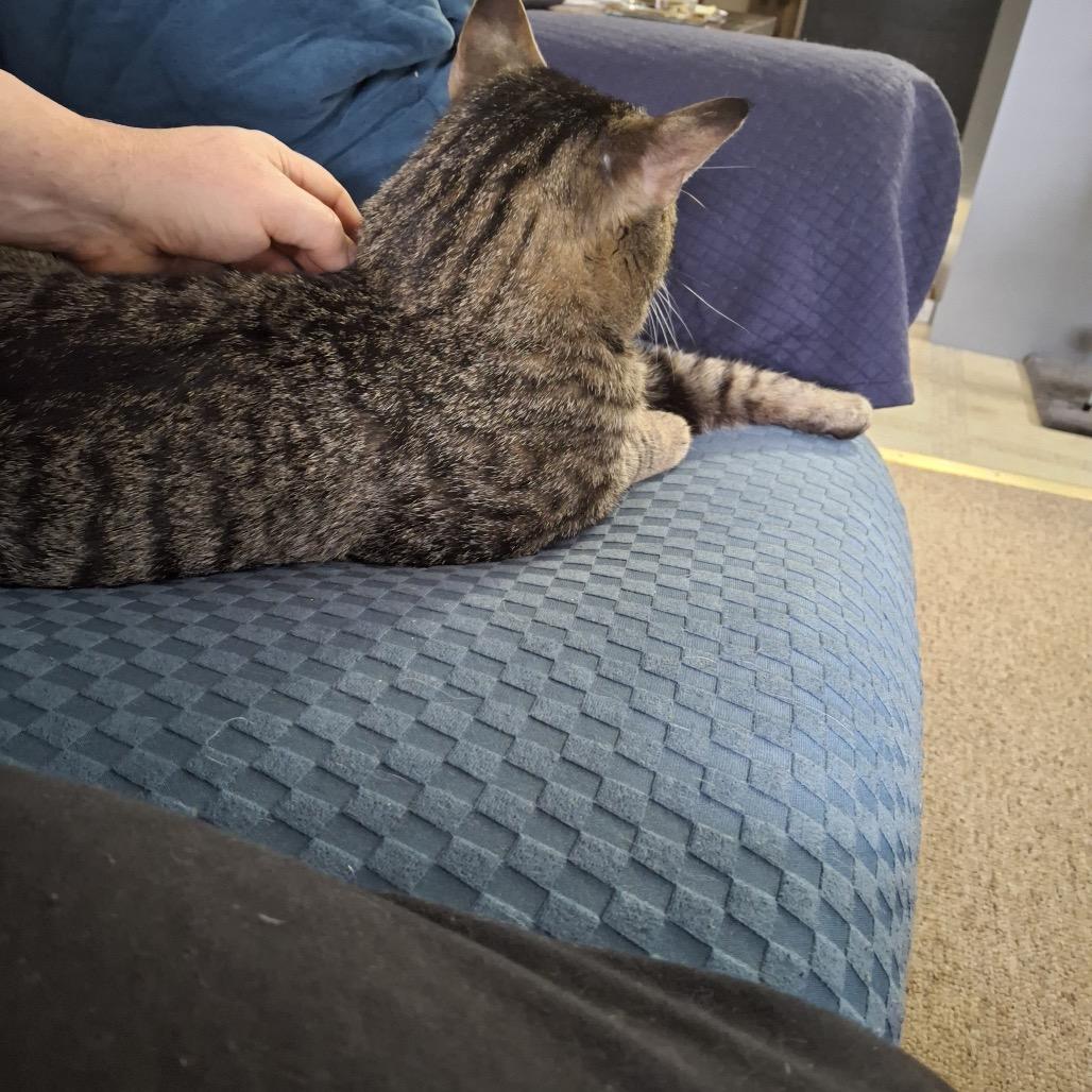 Oliver, a Adoptable Domestic Short Hair in Manchester, CT image 5/6