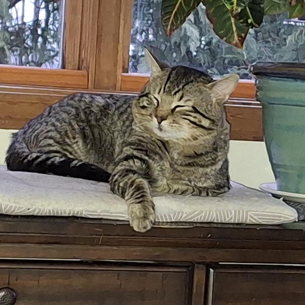 Oliver, a Adoptable Domestic Short Hair in Manchester, CT image 6/6