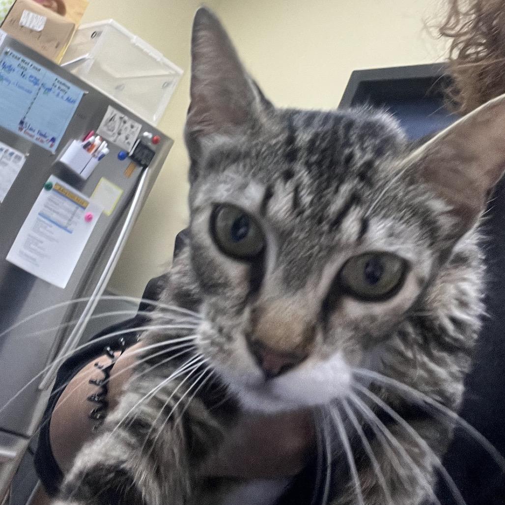 Shayla, Adoptable, Young Female Domestic Short Hair.