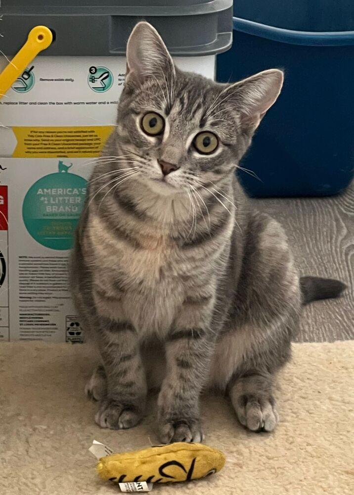 Enlarge Harlow, a Adoptable Domestic Short Hair in McPherson, KS image 1/3