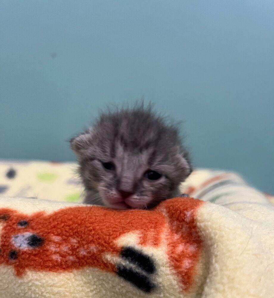 Harlow, Adoptable, Young Female Domestic Short Hair.