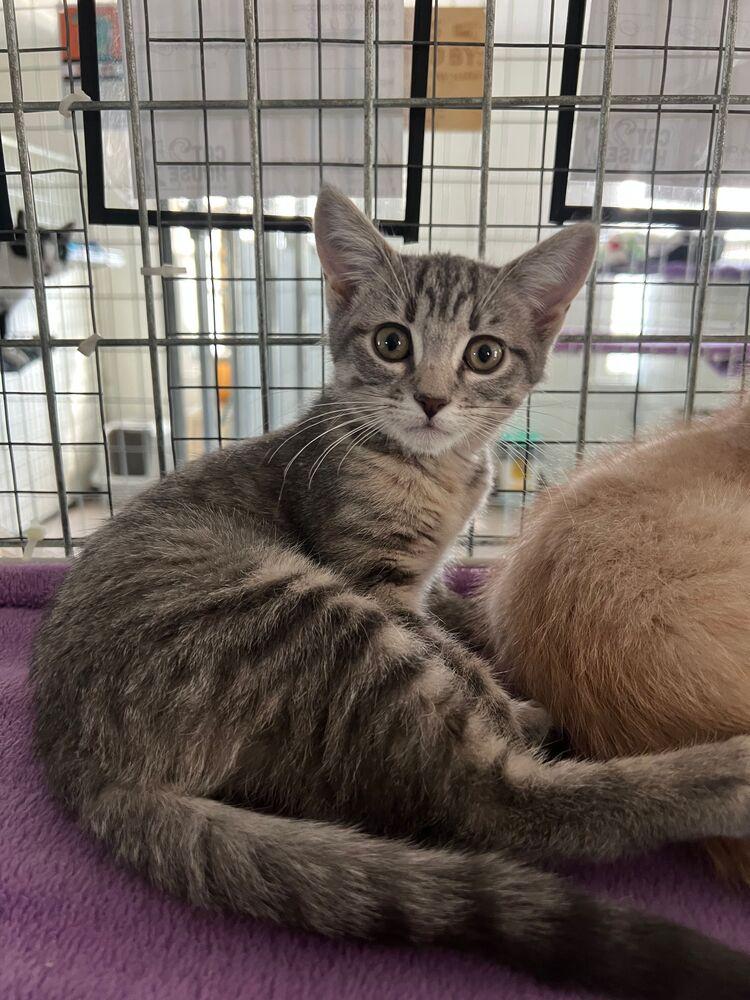 Enlarge Harlow, a Adoptable Domestic Short Hair in McPherson, KS image 2/2