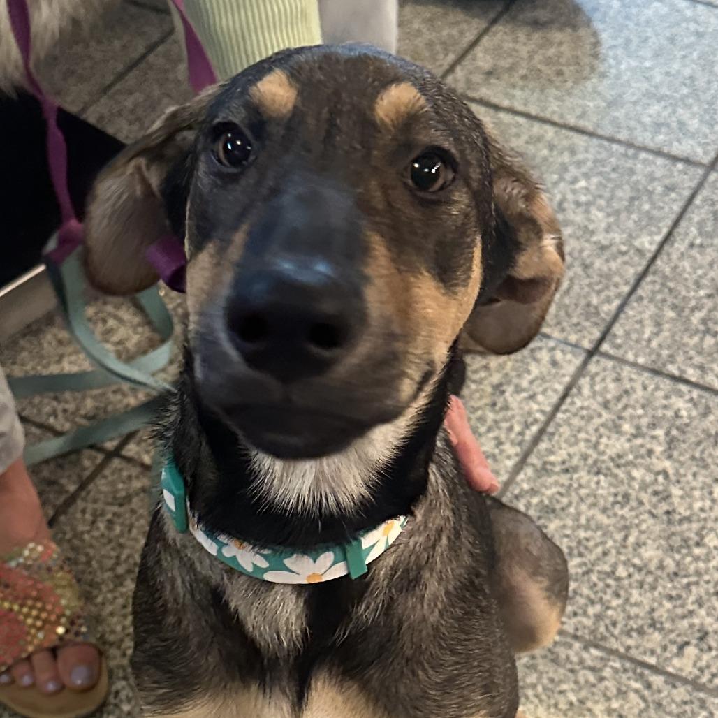 Junebug, Adoptable, Young Female Mixed Breed.