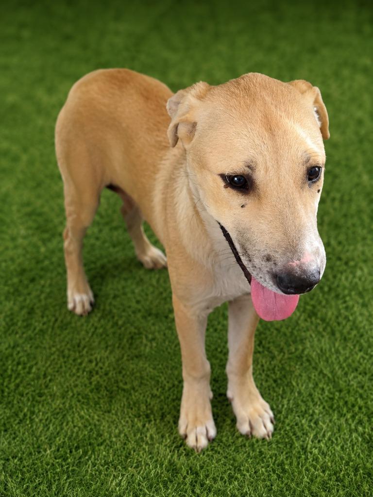 Honey Bun, Adoptable, Puppy Male Terrier.