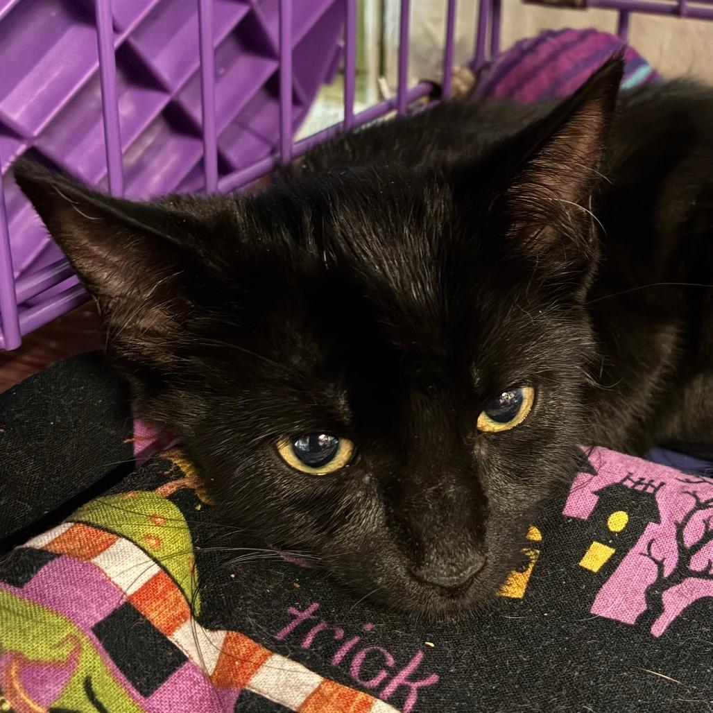 Enlarge Harriet, a Adoptable Domestic Short Hair in Saugerties, NY image 2/2