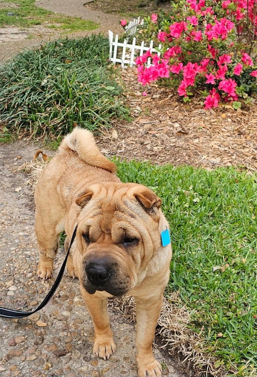 Enlarge Mary Kate, a Adoptable Shar-Pei in San Antonio , TX image 1/3