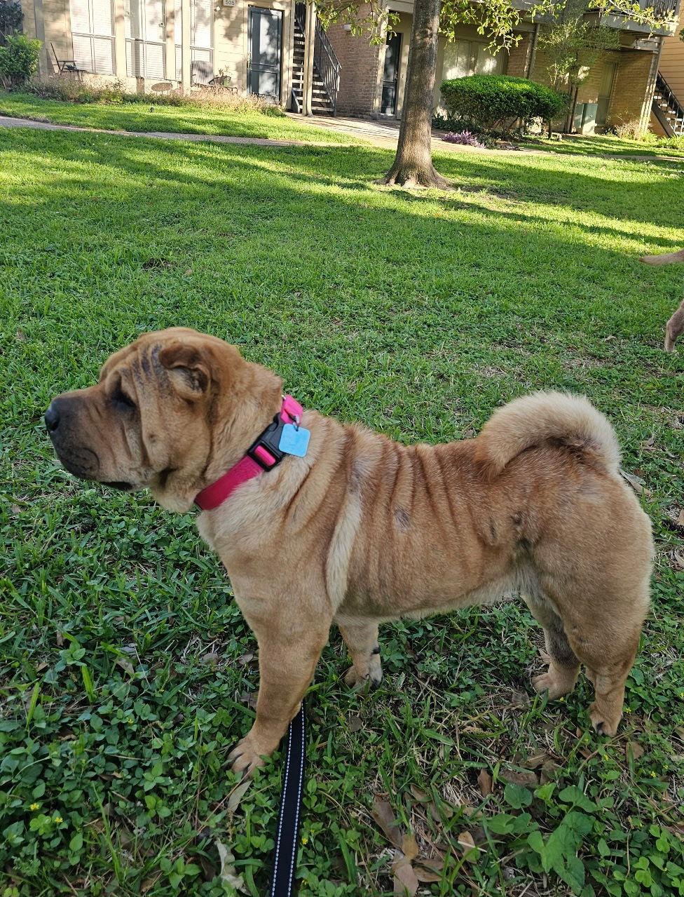 Enlarge Mary Kate, a Adoptable Shar-Pei in San Antonio , TX image 1/3