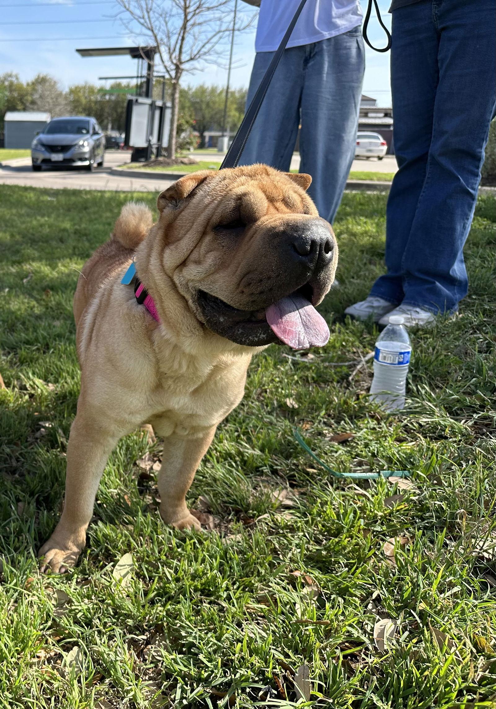 Enlarge Mary Kate, a Adoptable Shar-Pei in San Antonio , TX image 3/3