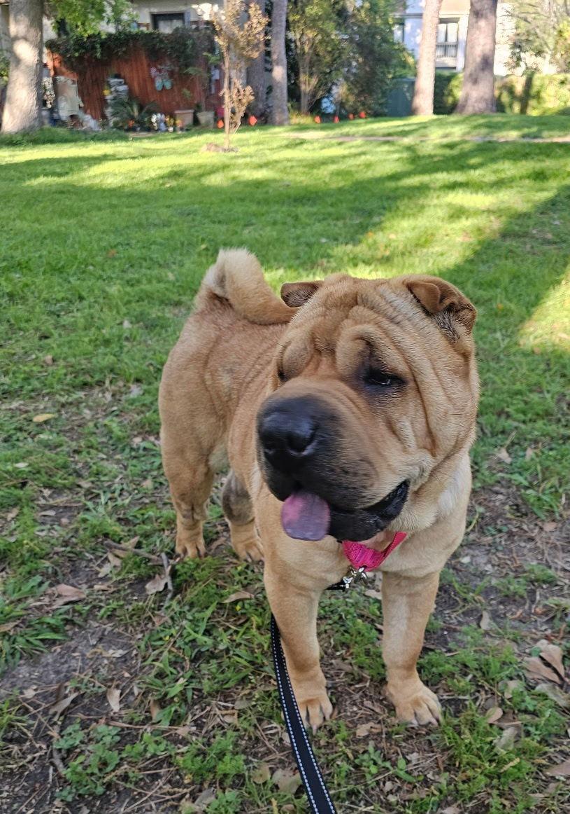 Enlarge Mary Kate, a Adoptable Shar-Pei in San Antonio , TX image 2/3